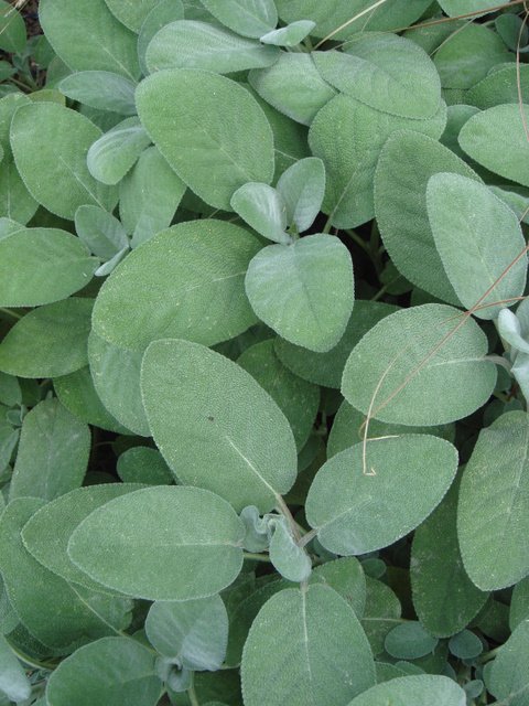Salvia officinalis 'Bergarten' feuille